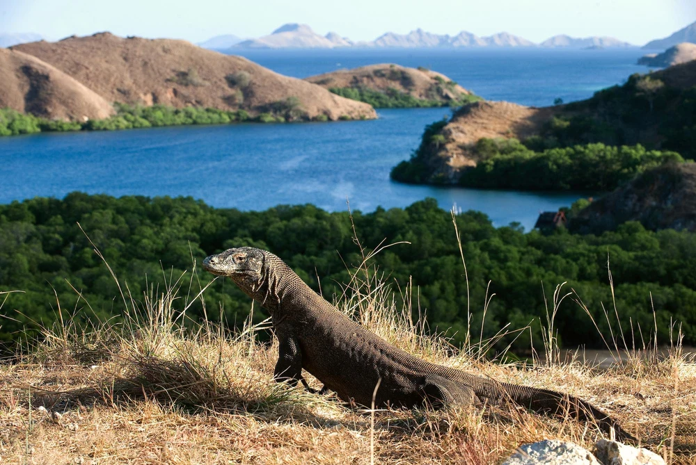 Komodo in Rinca Island, Taman Nasional Komodo, Nusa Tenggara Timur