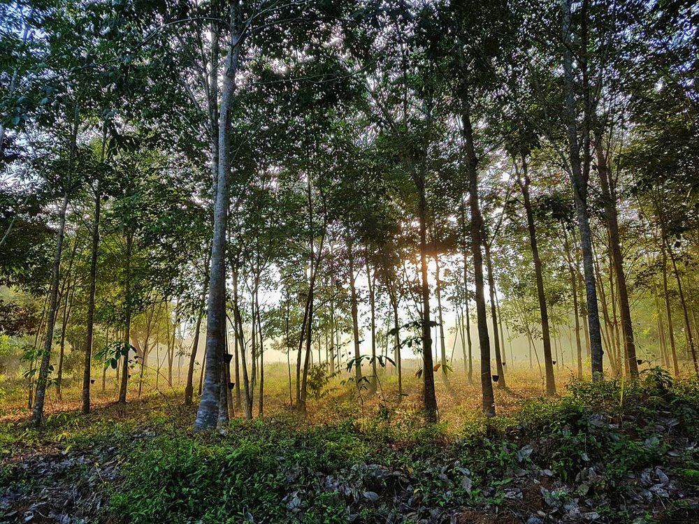 Endau-Rompin National Park