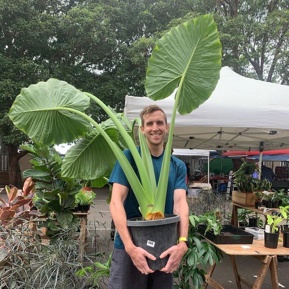 Image credits - @rozellecollectorsmarket on Instagram