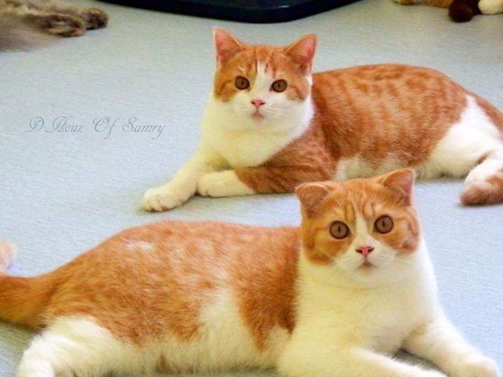 good meowning pet cafe kl