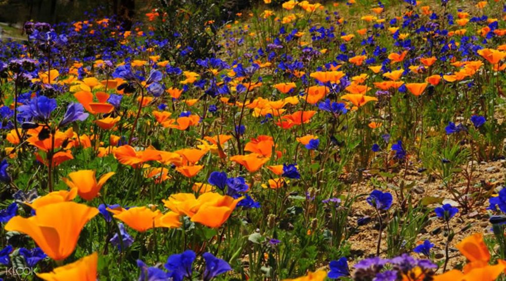 the croods film location india 2