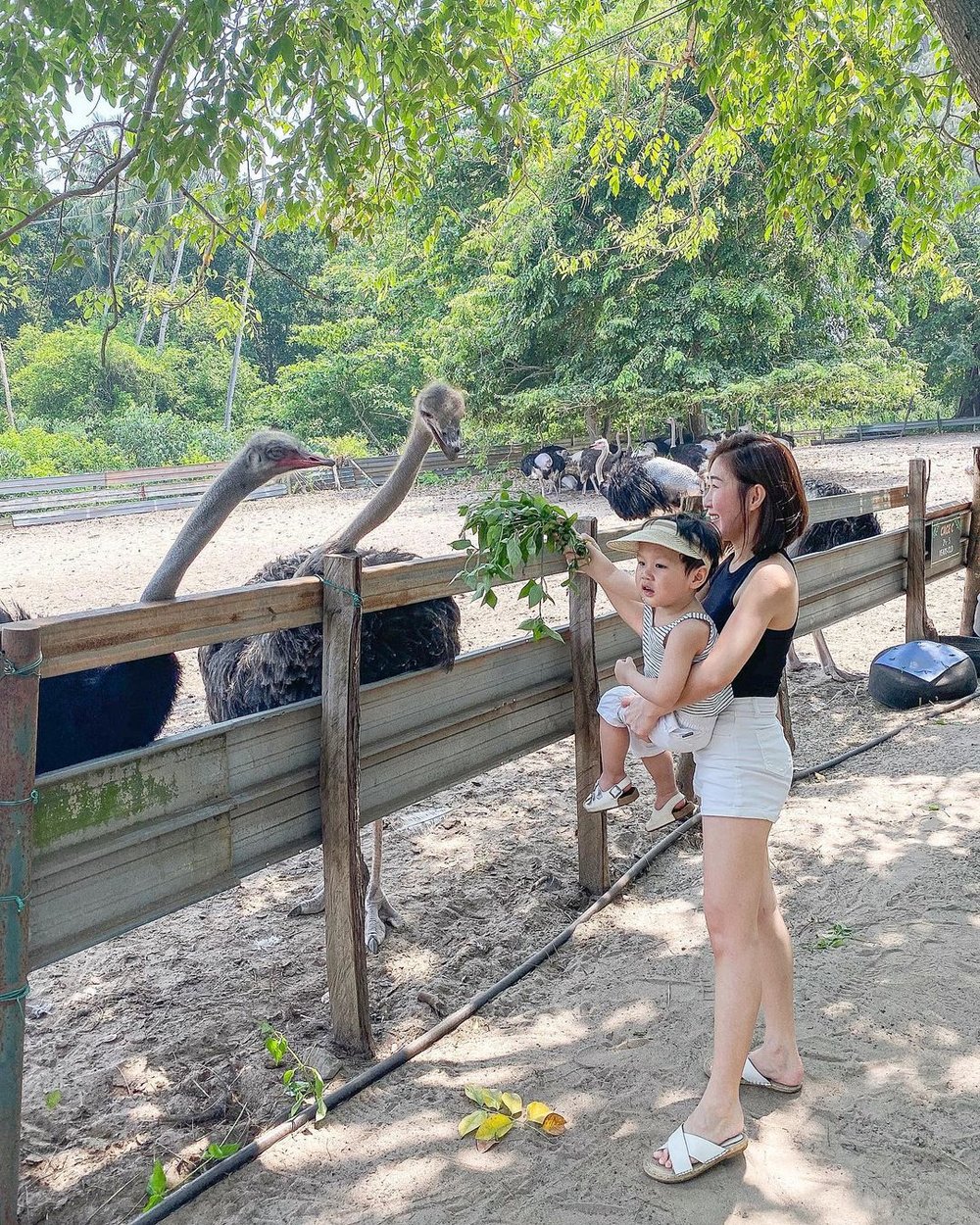 desaru ostrich farm