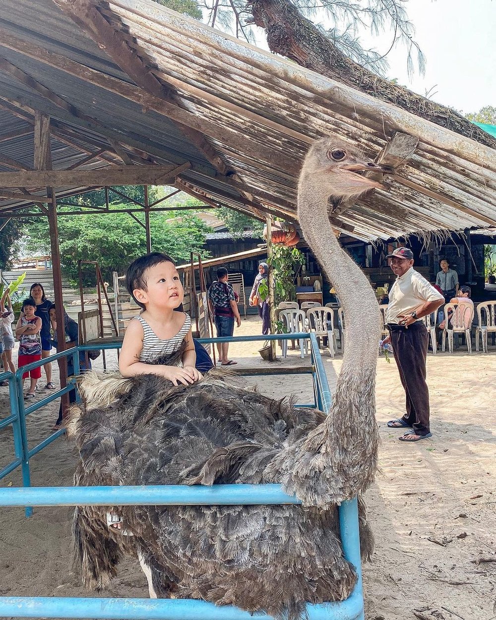 desaru ostrich farm