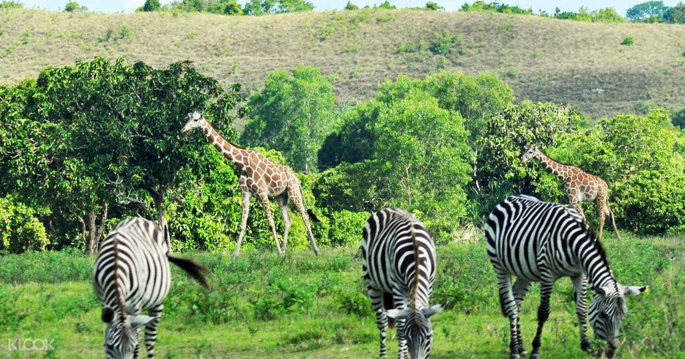 Coron Calauit Safari