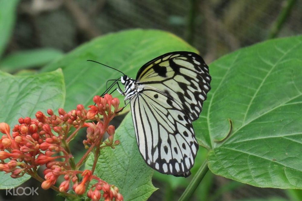 butterfly farm palawan