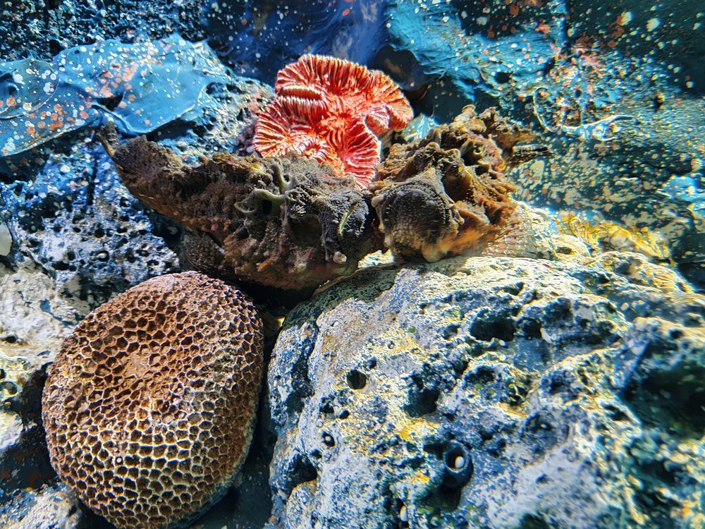 ชมความงามของปะการังก่อนไปพบกับเจ้าปลาหิน สุดยอดปลานักพรางตัวที่เต็มไปด้วยพิษร้าย