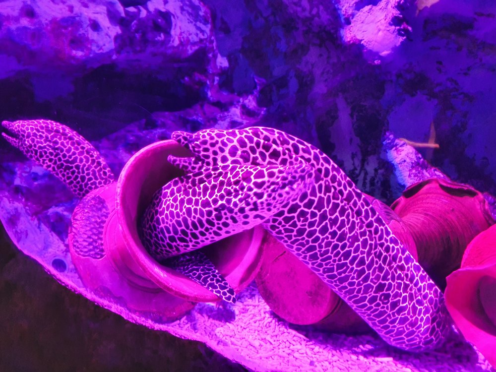 อย่าลืมแวะไปทักทายปลาไหลมอเรย์กันสักหน่อย 