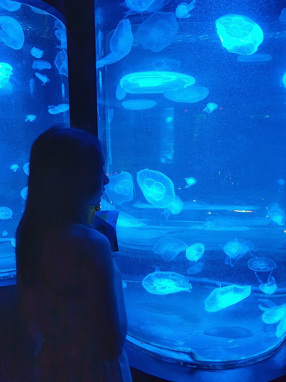 เก็บภาพสวย ๆ คู่กับแมงกะพรุนก่อนออกจากอควาเรียม