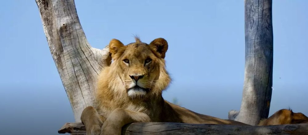 lion gorge melbourne zoo 