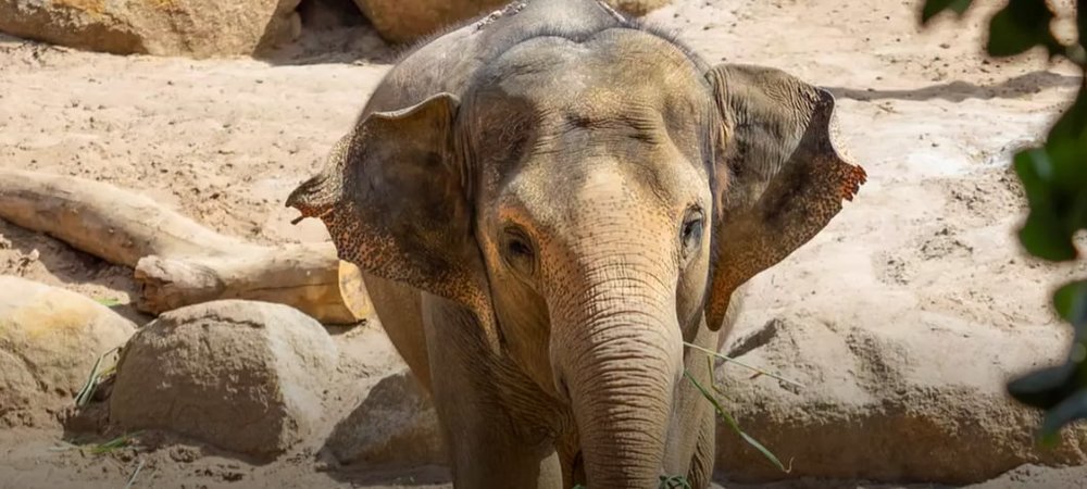 Trail of the Elephants