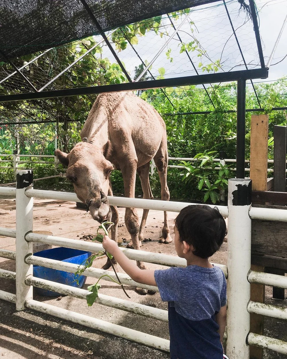 what to do in penang Audi dream farm