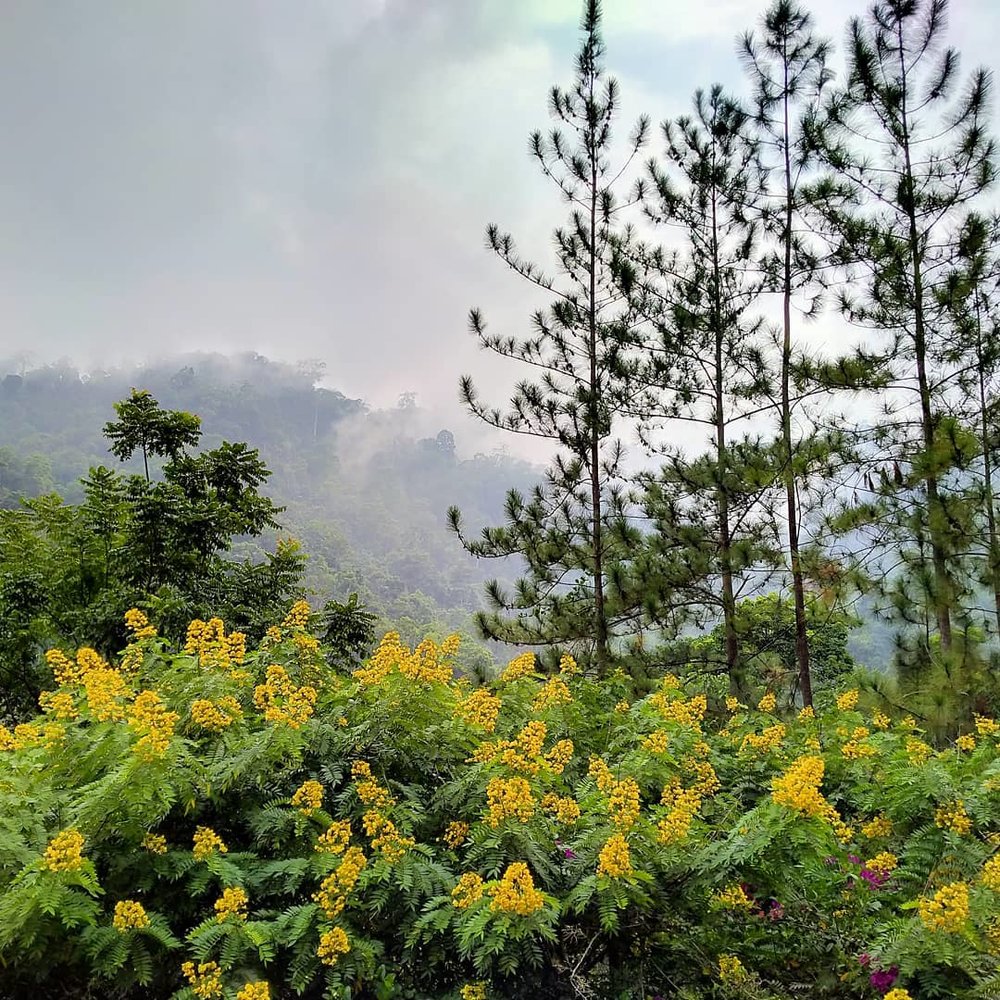 enderong resort janda baik nature retreat villa kl