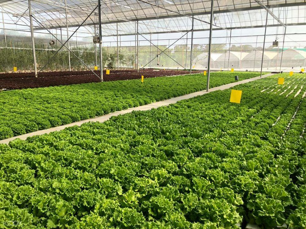 Kok Fah Technology Farm