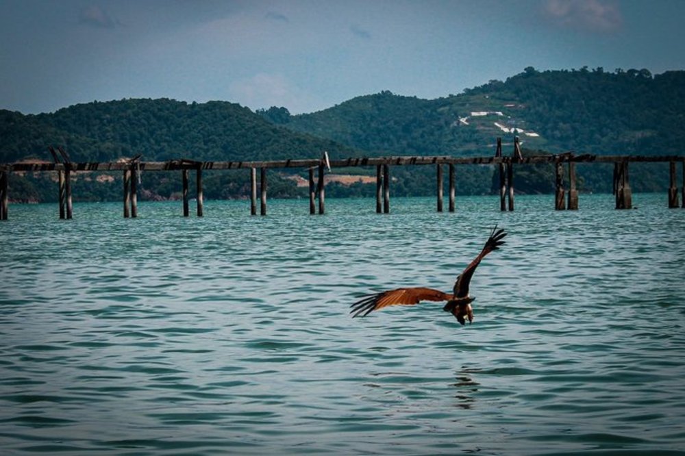 langkawi eagle