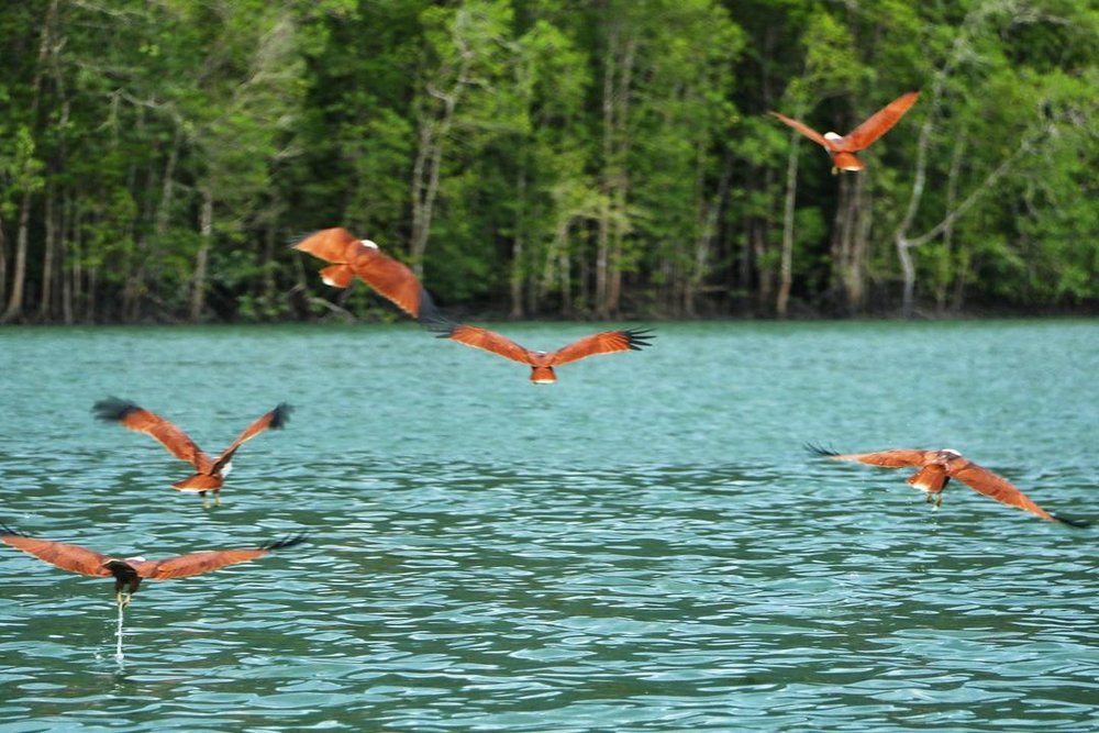 Kubang Badak Mangrove River