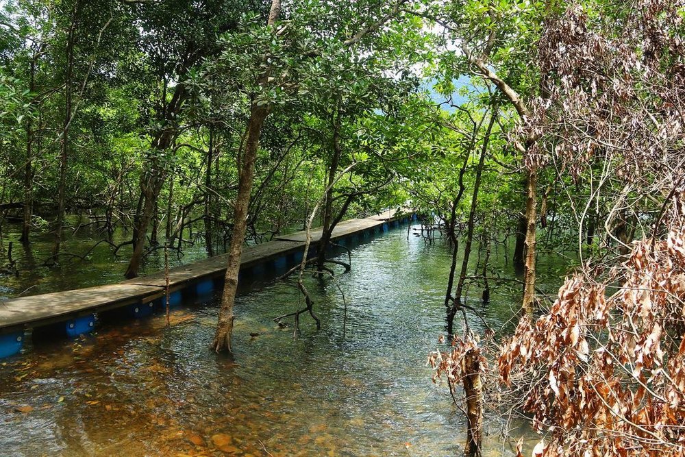 Kubang Badak Mangrove River