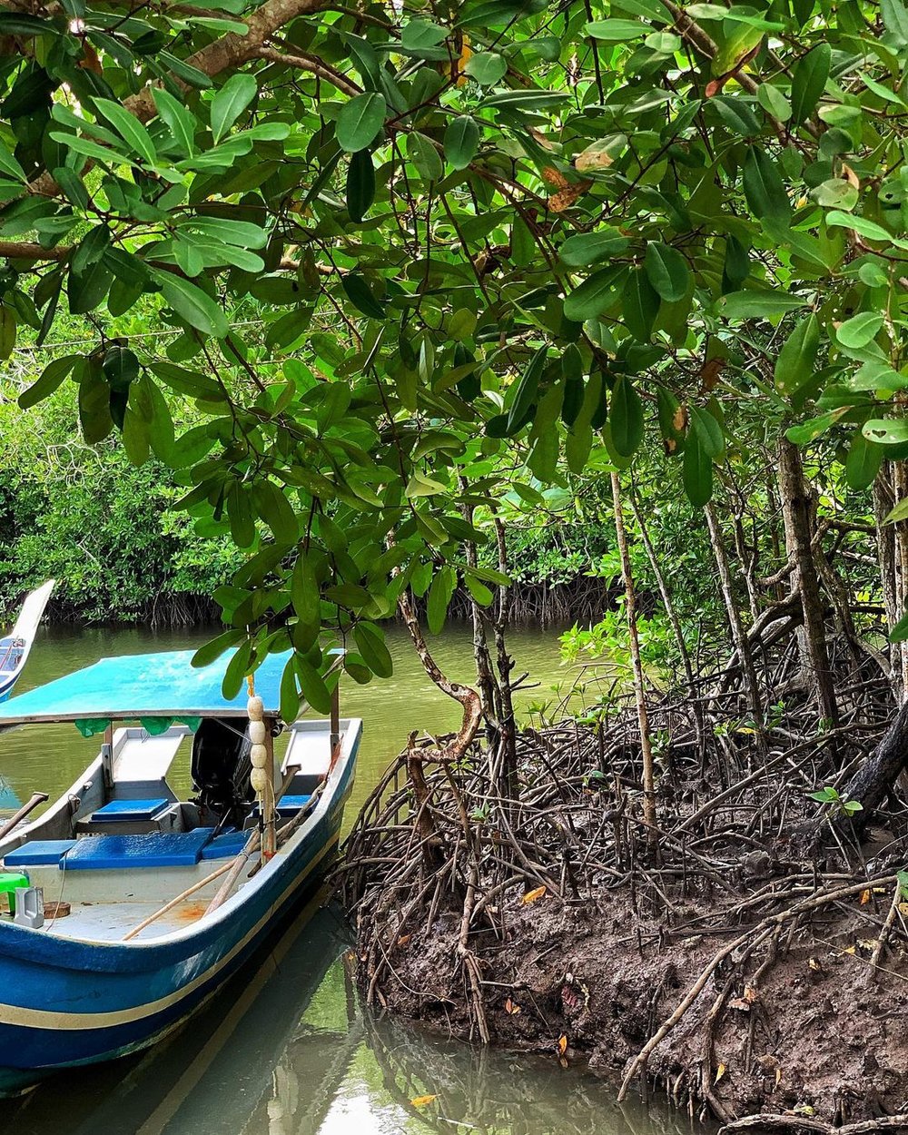 Kubang Badak Mangrove River