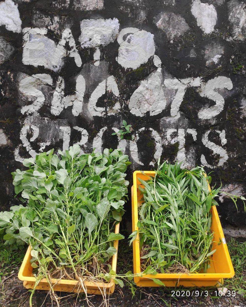 eats shoots and roots edible garden kl