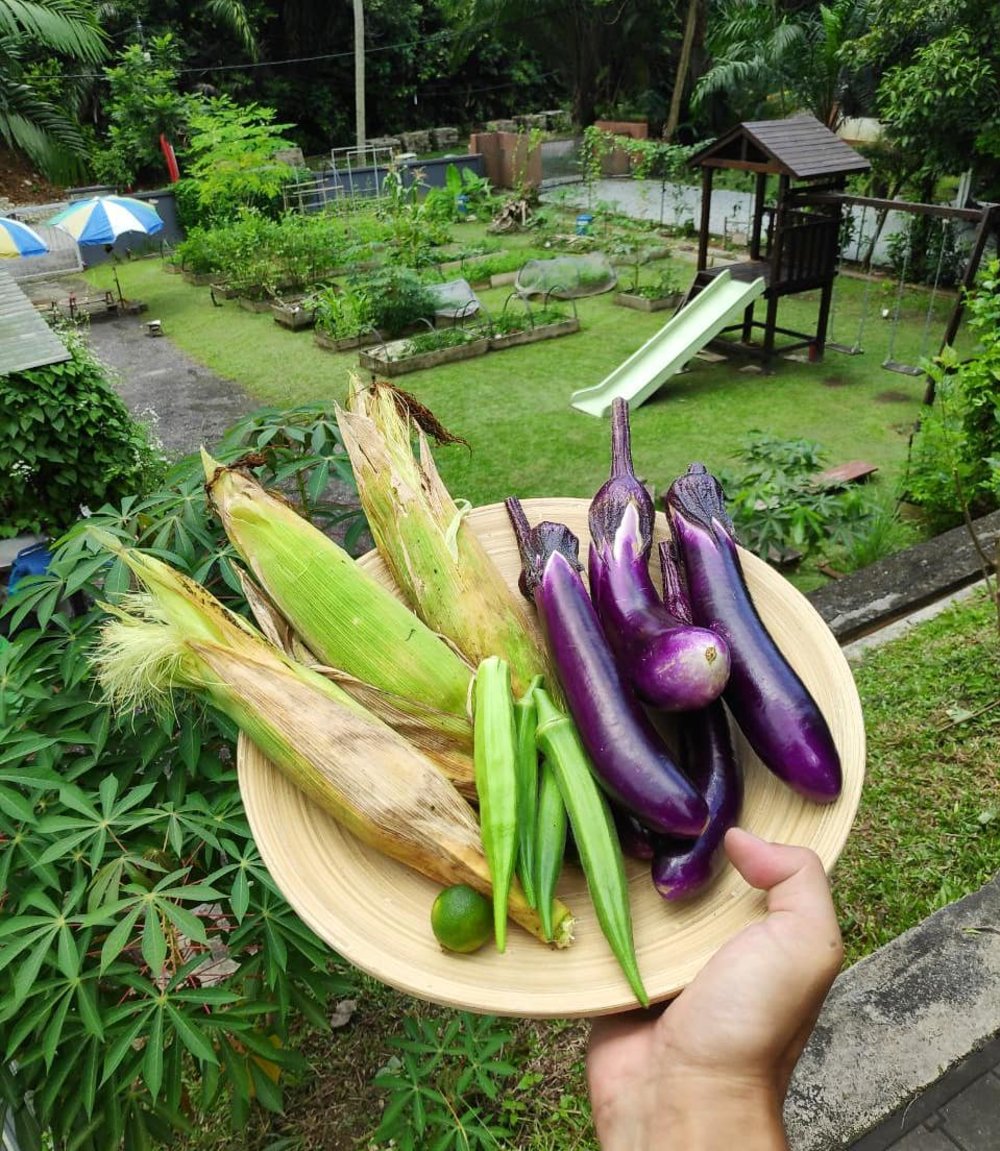eats shoots and roots edible garden kl