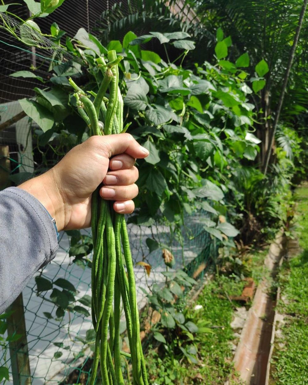 eats shoots and roots edible garden kl