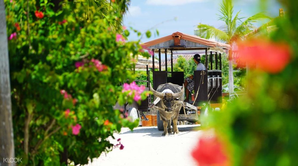 竹富島 水牛車と花
