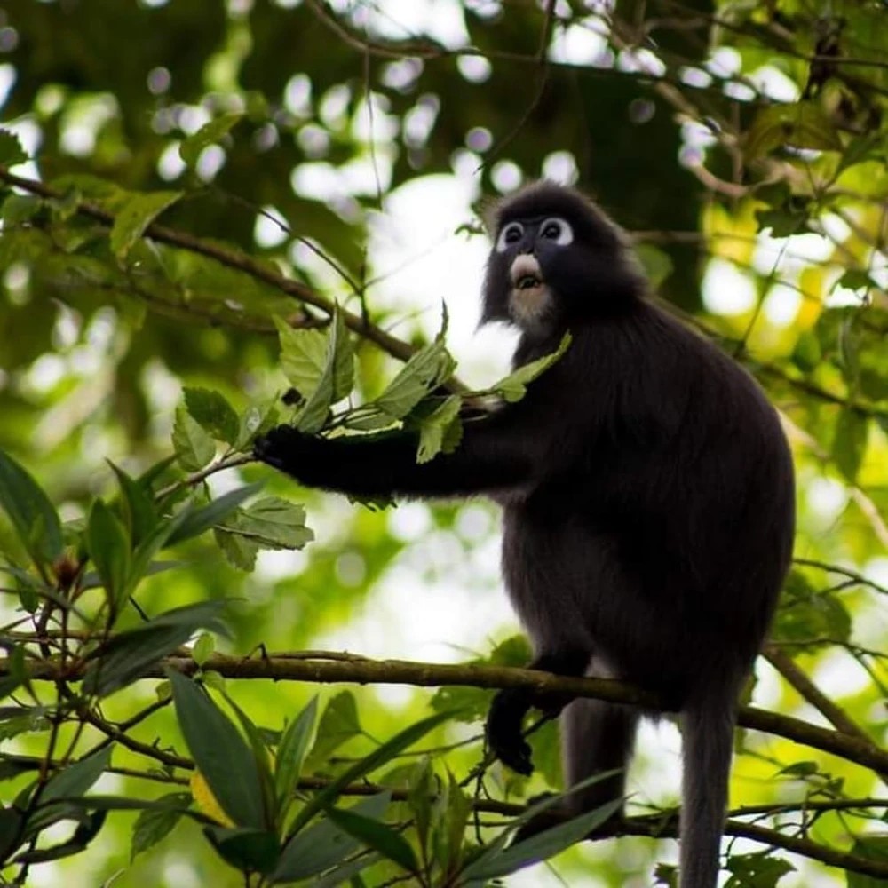 penang hill dusky leaf monkey