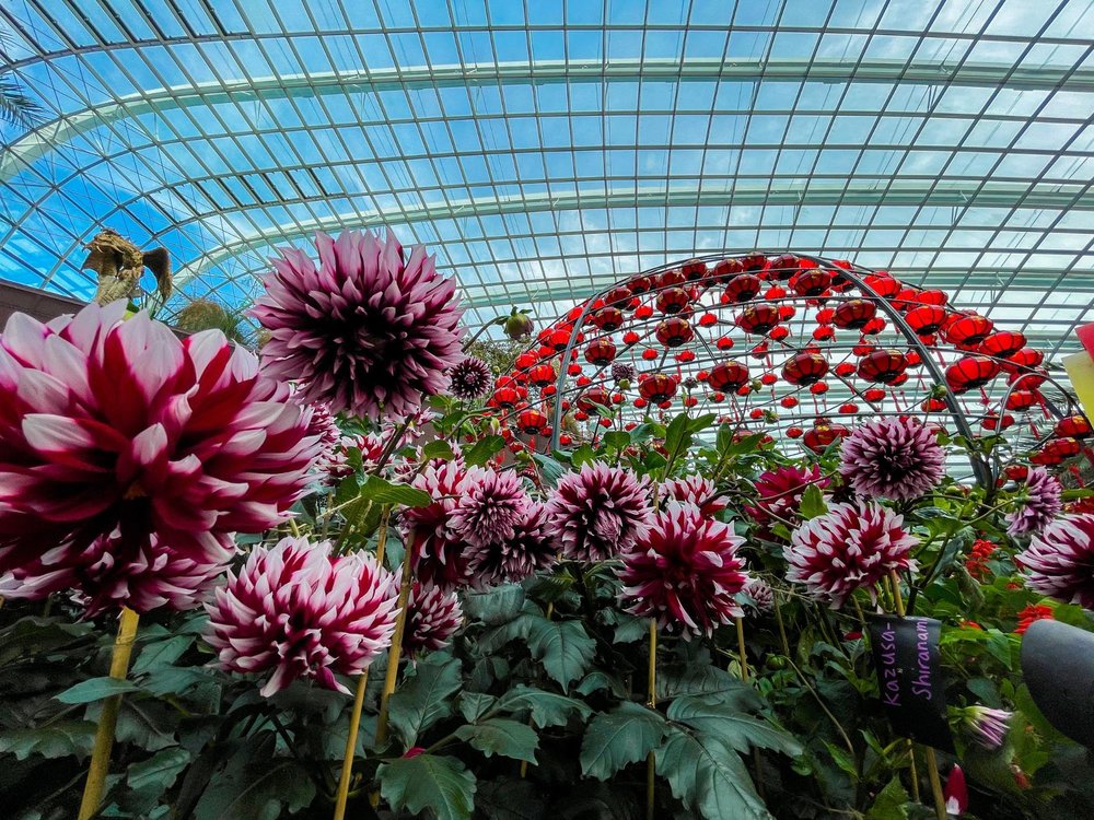 gardens by the bay dahlia dreams