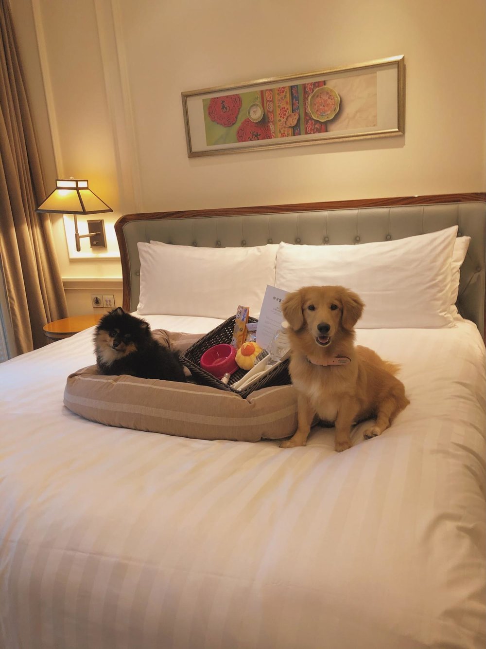 intercontinental singapore staycation pet friendly
