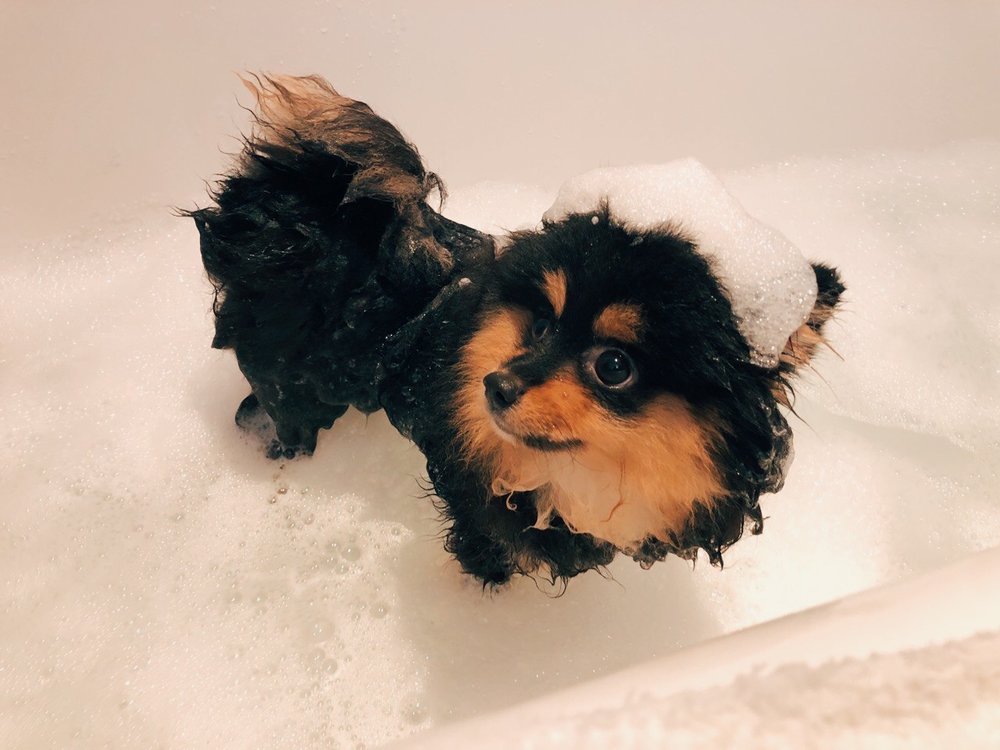 intercontinental singapore staycation pet friendly