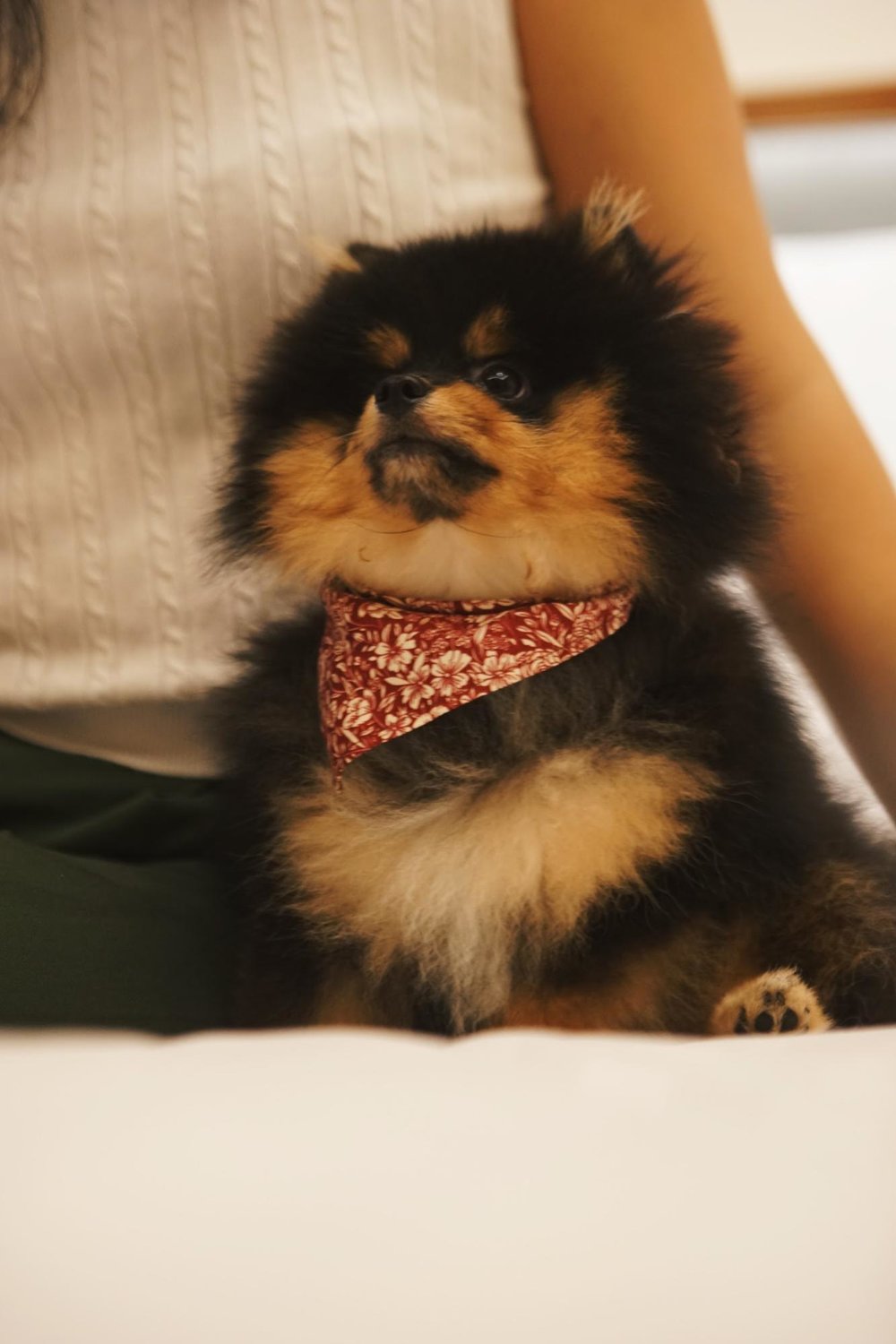 pet friendly staycation intercontinental singapore