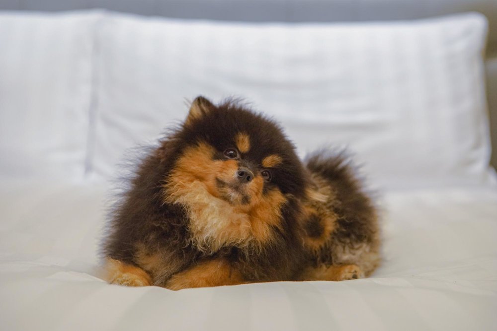 pet friendly staycation intercontinental singapore