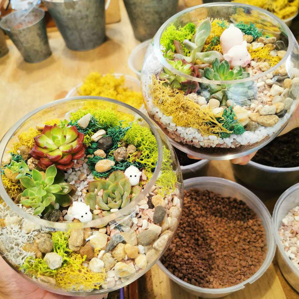 SG Green Capsule Terrarium Workshop