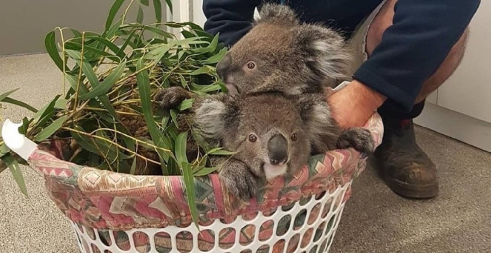 Healesville Sanctuary