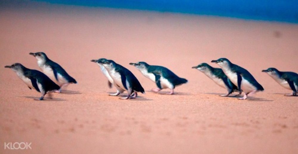 Phillip Island Penguins