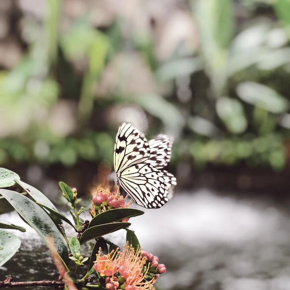 entopia penang butterfly farm ticket price review