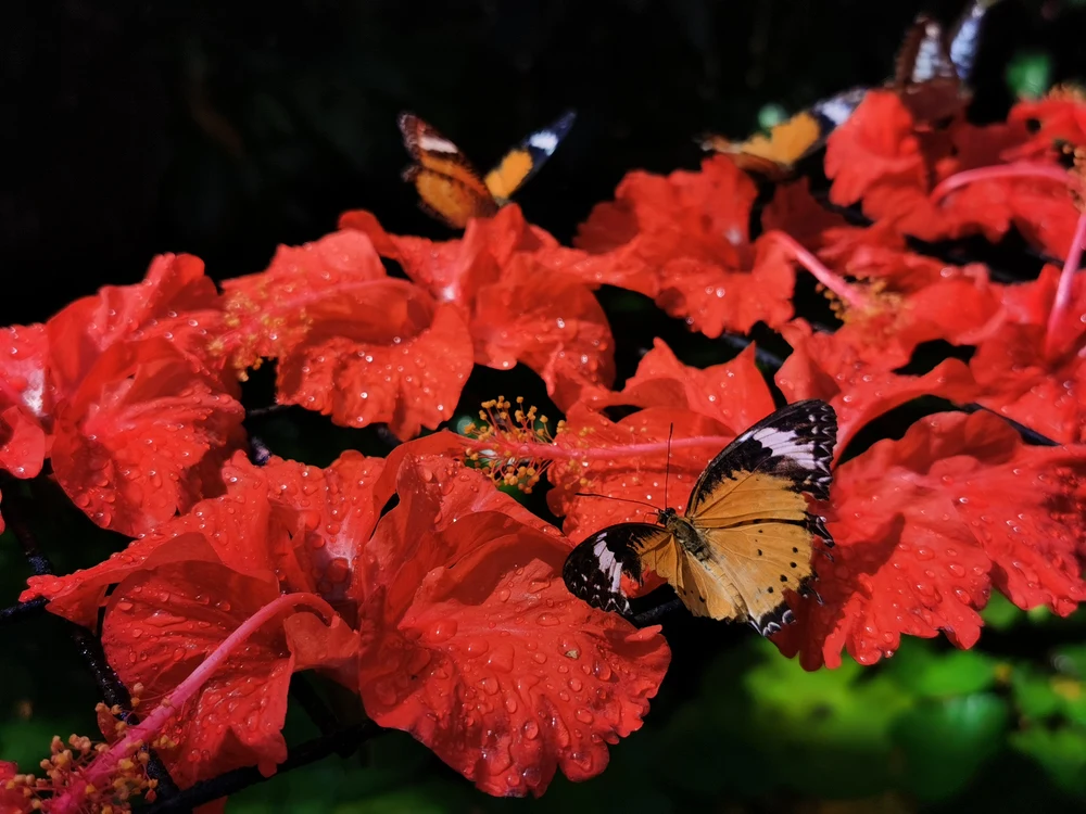 entopia penang butterfly farm review