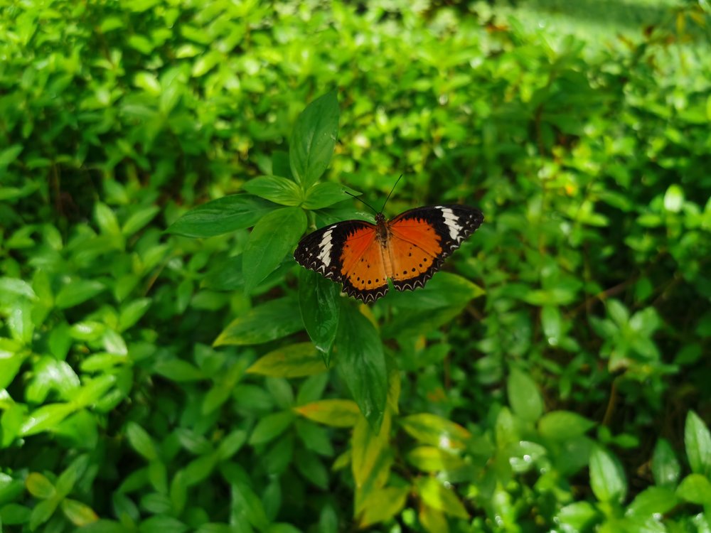 entopia penang butterfly farm review