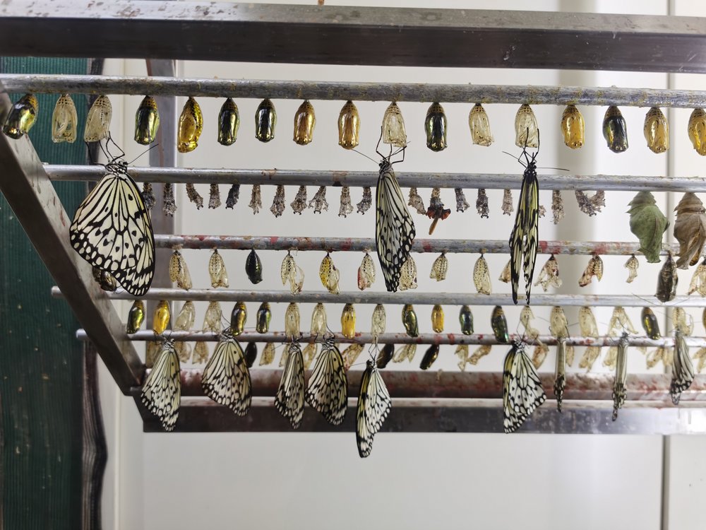 entopia penang butterfly farm review