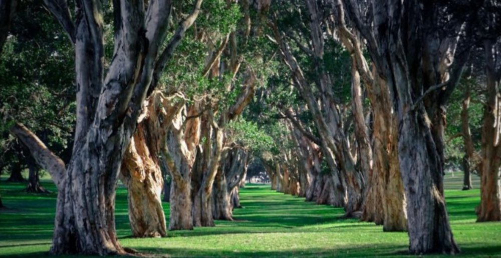Centennial Park Forest