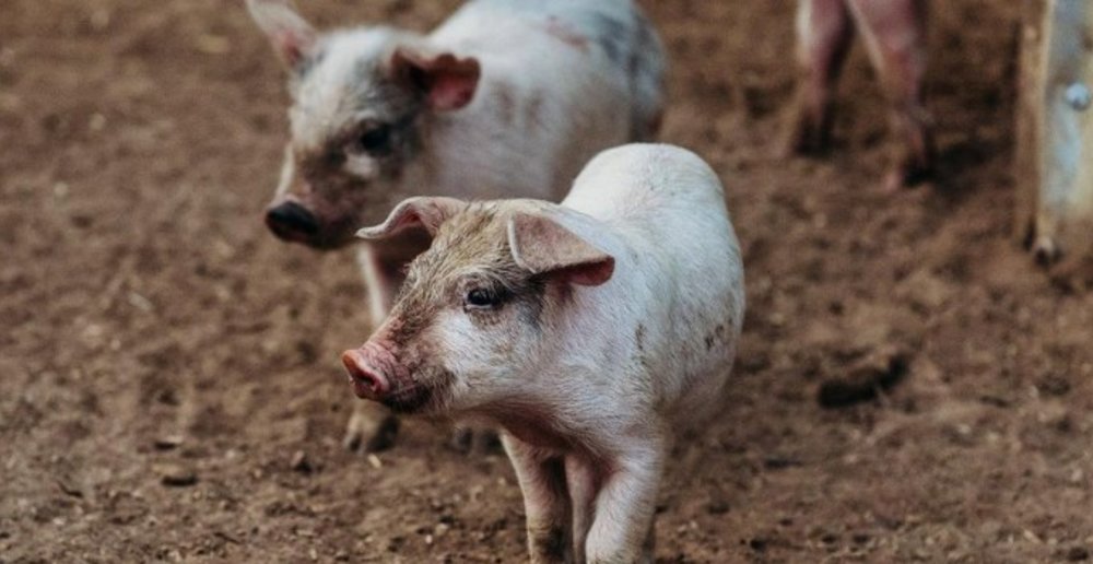 Kirkton Park Hunter Valley