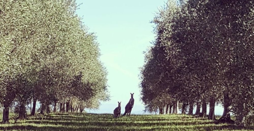 Block Eight Hunter Valley