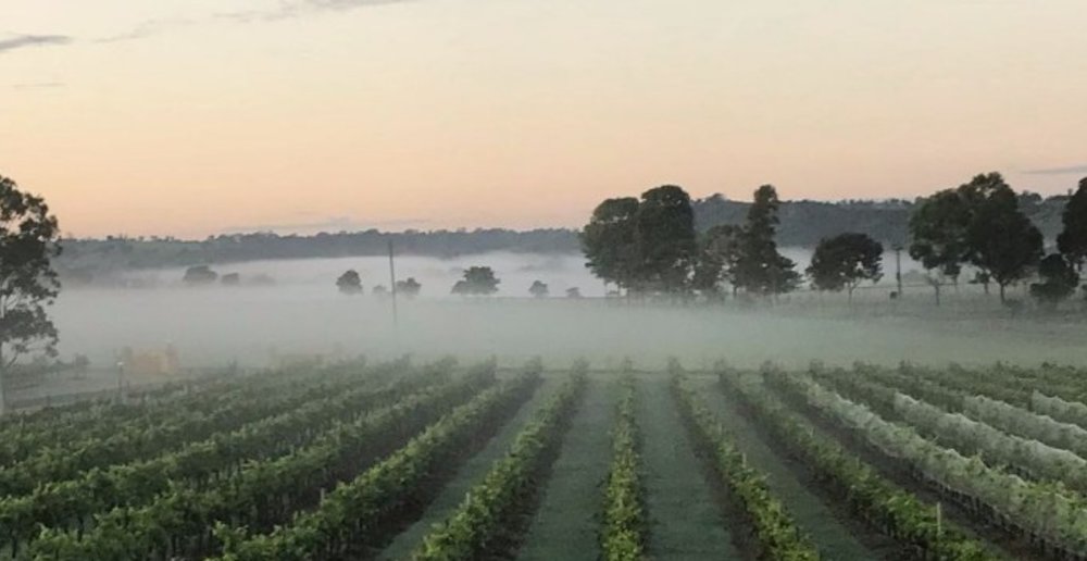 Tranquil Vale Vineyard