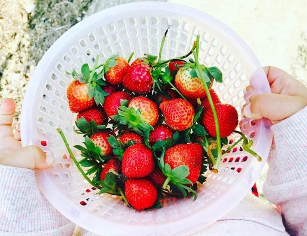 大棠有機生態園