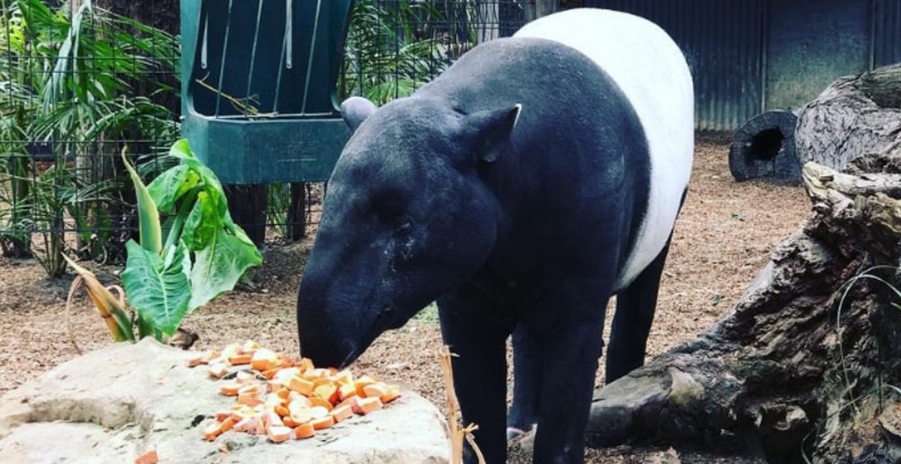 Everything You Need to Know about Hunter Valley Zoo Klook Travel Blog