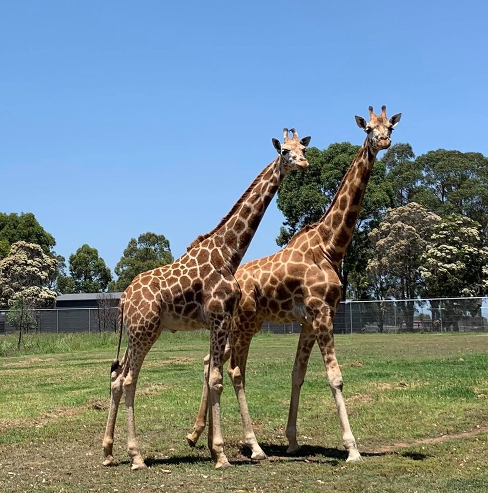 Hunter Valley Zoo