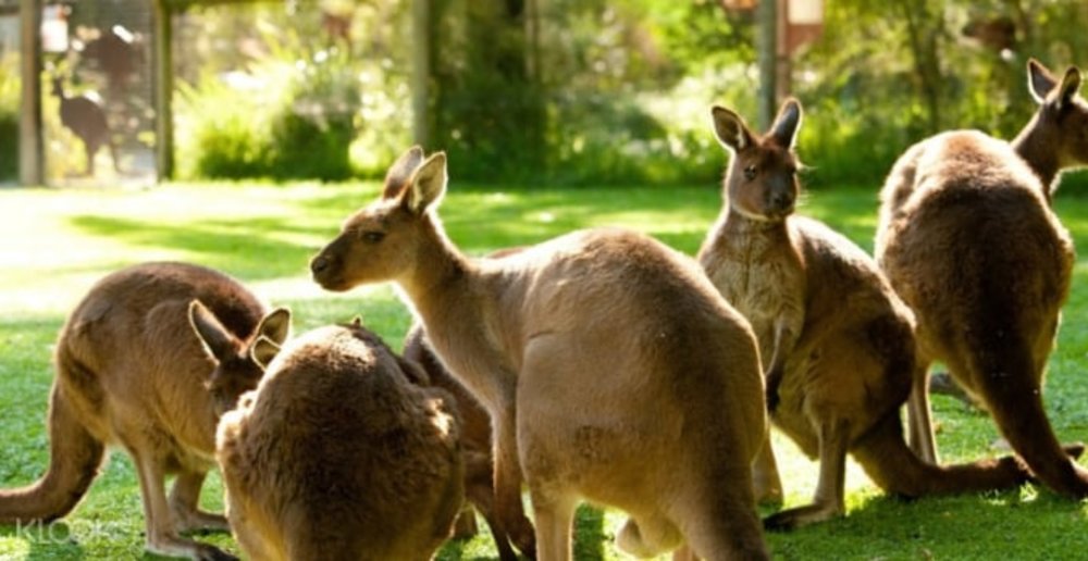 Healesville Sanctuary