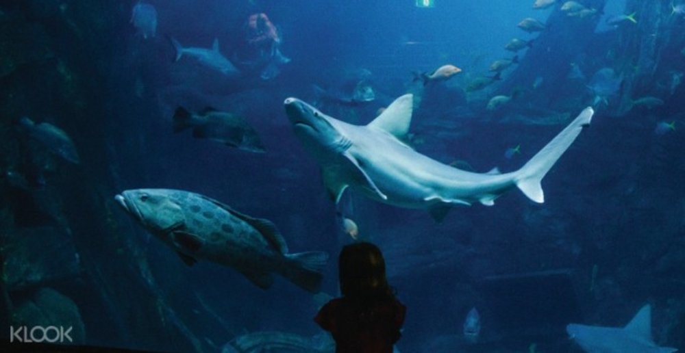 SEA LIFE Melbourne Aquarium