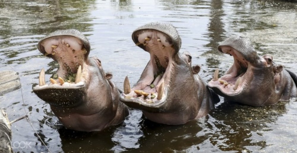Werribee Open Range Zoo