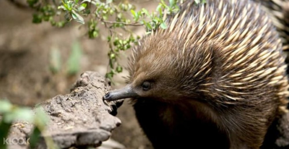 Healesville Sanctuary