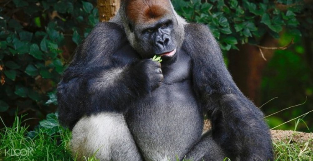 animal encounters on offer at Melbourne Zoo